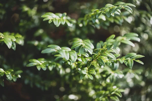 Planta Myrtle Fundo Myrtus Communis Usada Aromaterapia — Fotografia de Stock