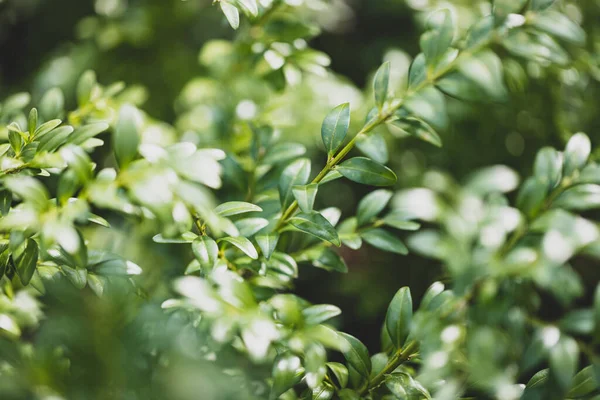 Planta Mirto Fondo Myrtus Communis Utilizada Aromaterapia — Foto de Stock