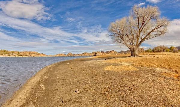 Lone Tree Lakeshore Trail Watson Lake Prescott Arizona Lake Fuller — Stock Photo, Image