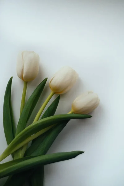 Three White Tulip White — Stock Photo, Image