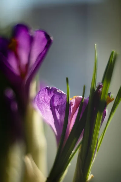 Lilas Crocus Κάτω Από Τον Ήλιο Της Άνοιξης — Φωτογραφία Αρχείου