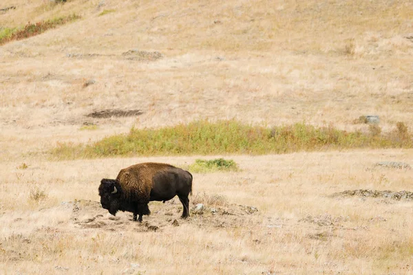 Szeroki Kąt Widzenia Żubrów National Bison Range — Zdjęcie stockowe