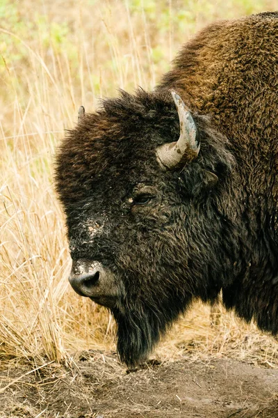 Primer Plano Retrato Recortado Bisonte Americano Una Pradera — Foto de Stock