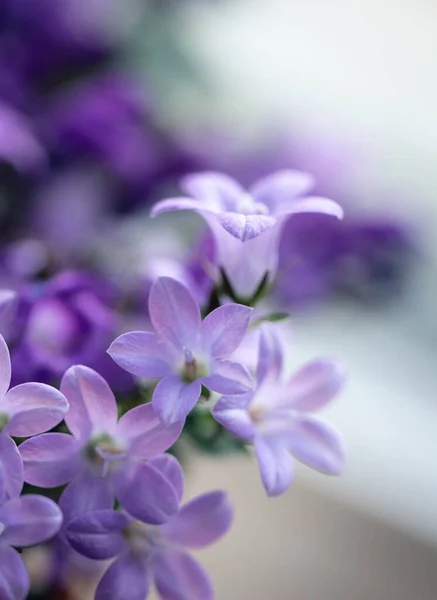 Закрыть Лепестки Фиолетовом Колокольчике Цветущего Колокольчика — стоковое фото