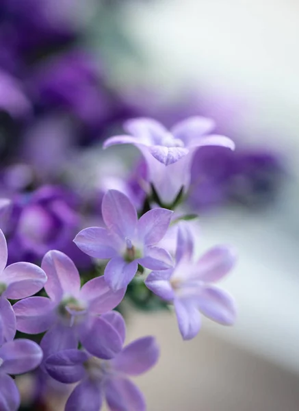 Close Das Pétalas Campanula Roxo Planta Flor Sino Flor — Fotografia de Stock