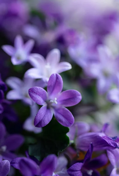 Закрыть Лепестки Фиолетовом Колокольчике Цветущего Колокольчика — стоковое фото