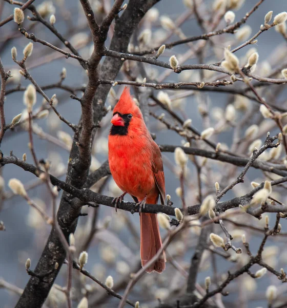 Baharda Çiçek Tomurcuklarıyla Kaplı Ağaca Tünemiş Kırmızı Kardinal Kuş — Stok fotoğraf