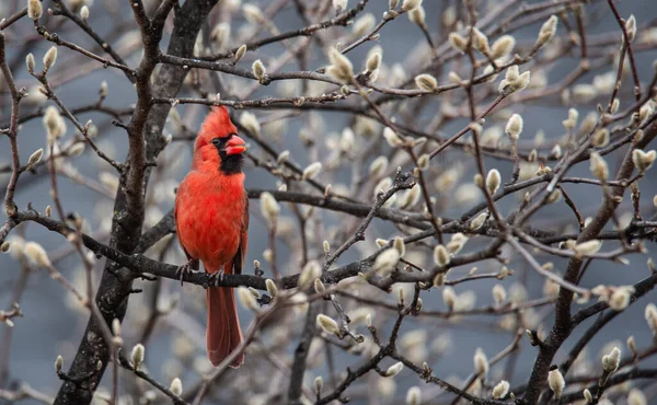 Pájaro Cardenal Rojo Posado Sobre Árbol Cubierto Capullos Florales Primavera — Foto de Stock