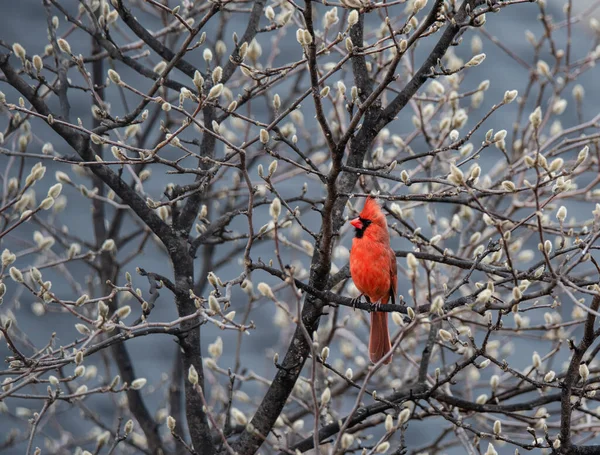 Pássaro Cardeal Vermelho Empoleirado Árvore Coberta Botões Flores Primavera — Fotografia de Stock