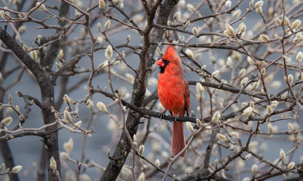 Czerwony Kardynał Ptak Siedzący Drzewie Pokryty Pączkami Kwiatów Wiosną — Zdjęcie stockowe