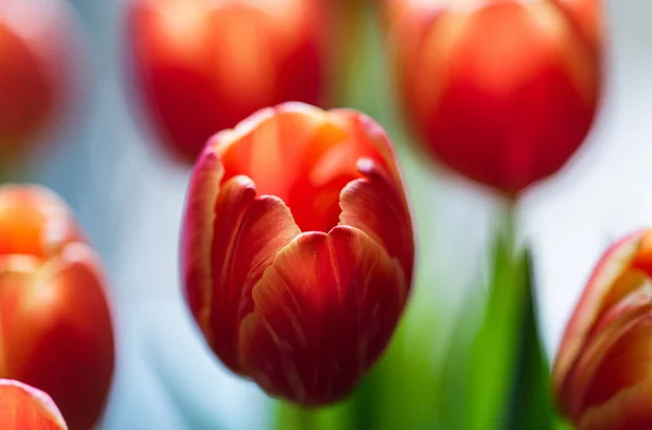 Nahaufnahme Eines Straußes Orangefarbener Tulpenblüten — Stockfoto