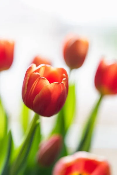 Nahaufnahme Eines Straußes Orangefarbener Tulpenblüten — Stockfoto