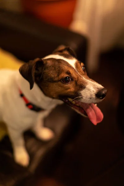 Portrait Jack Russell Dog Sits Sofa Tongue Tucked — Stock Photo, Image