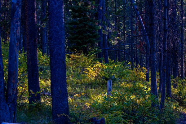 Parc National Grand Teton Wyoming — Photo