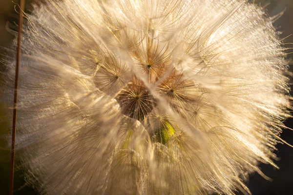 Dandelion Grand Teton National Park Wyoming — Stock Photo, Image