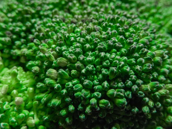 Frische Grüne Brokkoli Blütenstände Nahaufnahme — Stockfoto