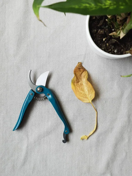 shears and the yellow leaf near a house plant on a gray fabric