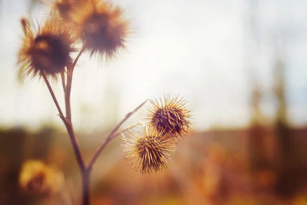 Close-up of a withered burdock plant in the sun