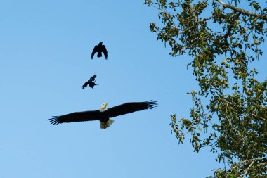 View from below of two Crows harassing a Bald Eagle clipart