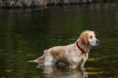 Yetişkin köpek nehre düştü.