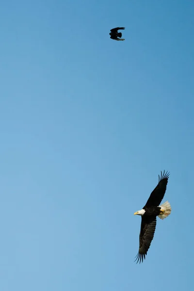 Underifrån Bald Eagle Och Crow Flyger Tillsammans — Stockfoto