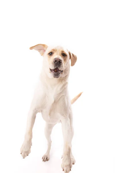 Amarillo Cachorro Laboratorio Saltar Captura Tratar Boca Respaldo Blanco —  Fotos de Stock