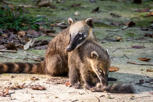 Couple Mère Raton Laveur Avec Chiot Sur Terrain Forêt Tropicale — Photo