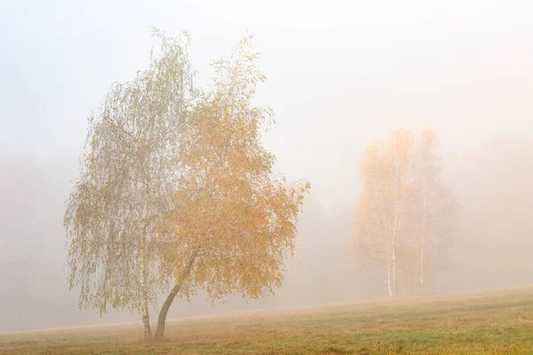 Ezüst Nyírfa Kis Fátra Lábánál Szlovákia — Stock Fotó