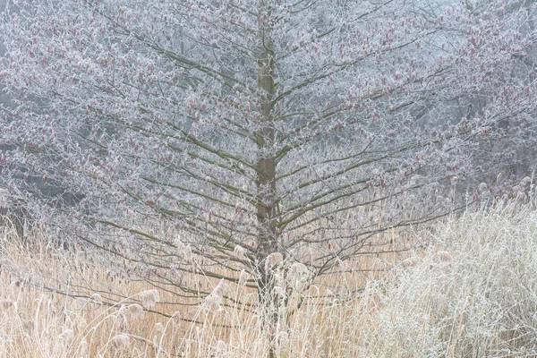 Sisli Bir Sabah Slovakya Nın Turiec Bölgesinde Buz Örtülü Kızılağaç — Stok fotoğraf