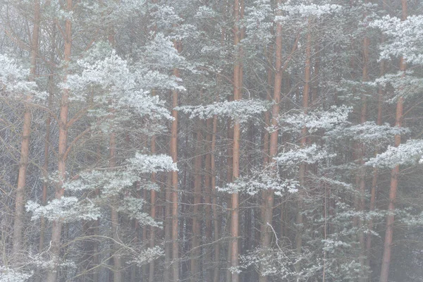 霜はTuriec地域 スロバキアの松の木の土地をカバー — ストック写真