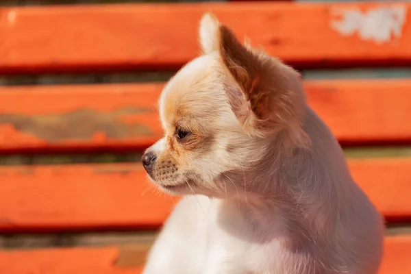 かわいい純血花の肖像画 ホワイトChihuahua子犬 — ストック写真