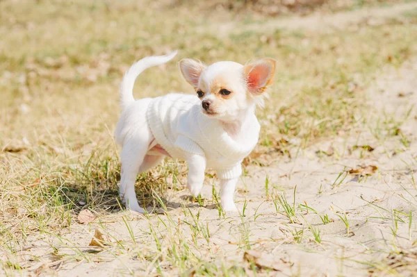 Chihuahua犬の緑の草の背景に行く 白いChihuahua子犬は草の上を歩く — ストック写真