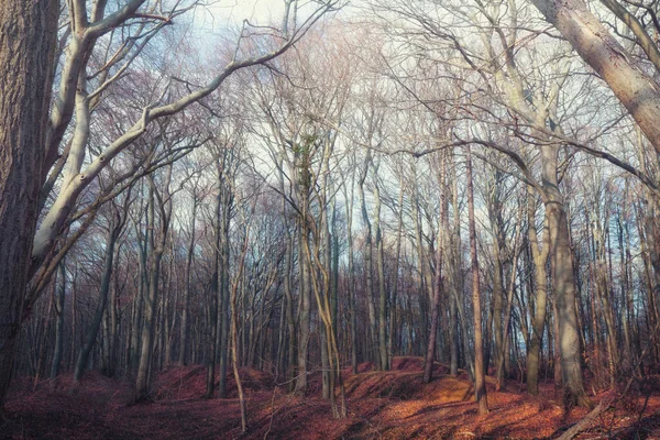 Sonbahar Güneş Işığı Atmosferiyle Yıkanmış Mistik Bir Orman — Stok fotoğraf