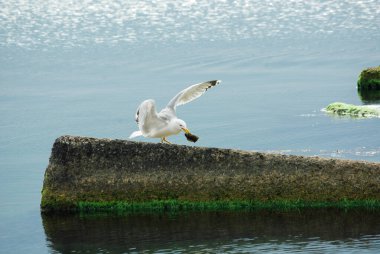 Deniz kenarında balık yiyen martı, aç bir kavram.
