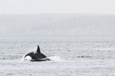 Mukilteo, Washington 'da Puget Sound' a dalan bir Katil Balina