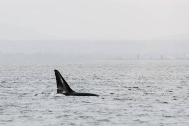 Puget Sound 'daki bir Orka Balinasının sırt yüzgecinin kırpılmış görüntüsü