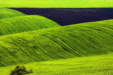 Buğday ekilmiş yeşil dalgalı tarlalar