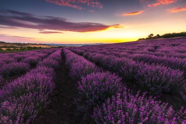Gün doğumunda lavanta tarlası - Bulgar lavanta tarlası