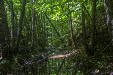 Strandzha Dağları, Bulgaristan - Temmuz 2008: Marina Nehri