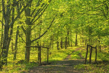 Strandzha Dağları, Bulgaristan - Nisan 2009: