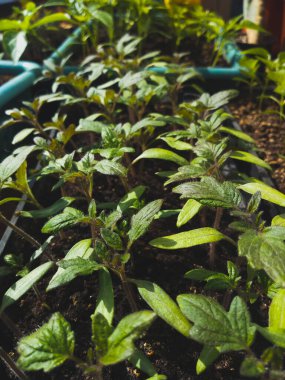 Topraklı tepsilerde biber ve domates filizleri