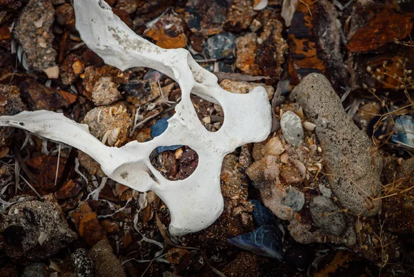 死の概念 頭蓋骨骨骨骨骨頭部死んだ動物 — ストック写真