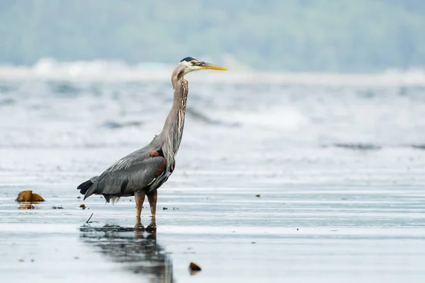 Side View Great Blue Heron Standing Shallow Water — Stock Photo, Image