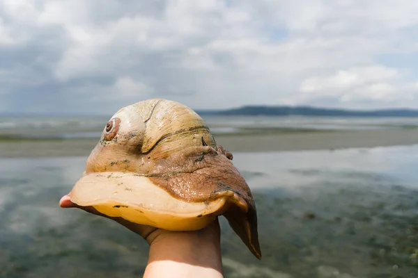 Vue Coupe Gros Escargot Tenu Par Une Main Tendue — Photo