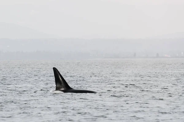 Vista Cortada Barbatana Dorsal Uma Baleia Orca Puget Sound — Fotografia de Stock