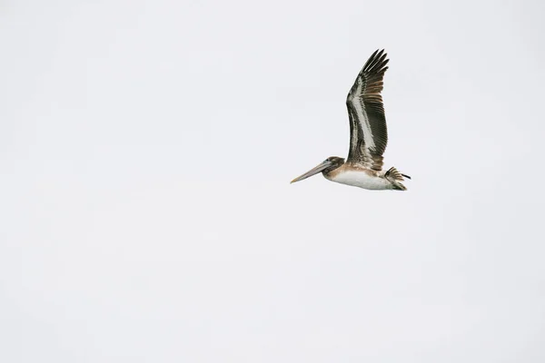 Vue Large Pélican Brun Planant Sur Ciel Blanc — Photo