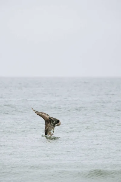 太平洋に飛び込むブラウンペリカンの姿 — ストック写真