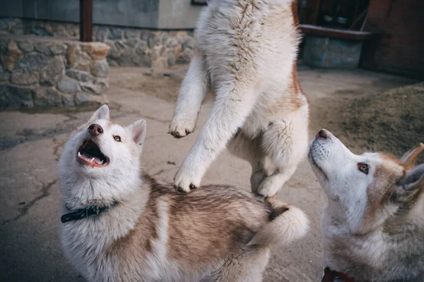 Μπεζ Κουτάβια Husky Παίζει Έξω — Φωτογραφία Αρχείου