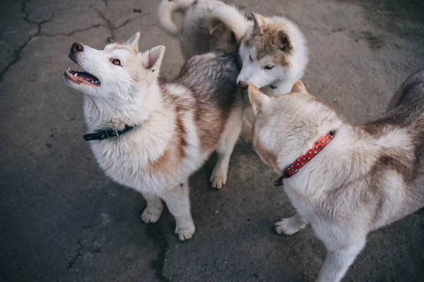 Beige Husky Puppies Spelen Buiten — Stockfoto