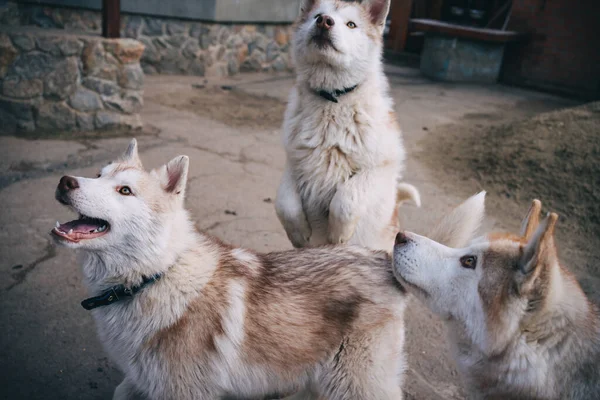 Beige Husky Puppies Spelen Buiten — Stockfoto